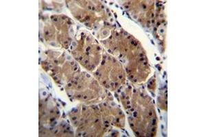 Immunohistochemistry analysis in formalin fixed and paraffin embedded human stomach tissue reacted with Motilin receptor Antibody (C-term) followed by peroxidase conjugation of the secondary antibody and DAB staining. (Motilin Receptor antibody  (C-Term))