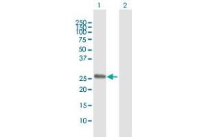 Western Blot analysis of TSSK3 expression in transfected 293T cell line by TSSK3 MaxPab polyclonal antibody.