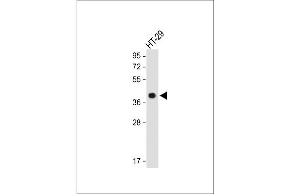 OR2AT4 antibody  (C-Term)