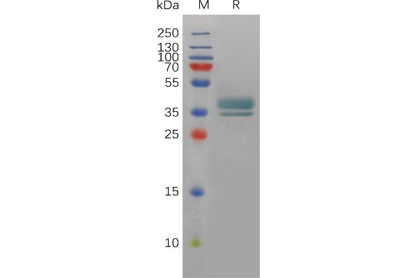 PTGER2 Protein (AA 1-23) (Fc Tag)