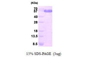 SDS-PAGE (SDS) image for Dihydrolipoamide Dehydrogenase (DLD) (AA 36-509) protein (His tag) (ABIN666962) (DLD Protein (AA 36-509) (His tag))