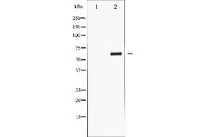 Western blot analysis of CDC25C phosphorylation expression in serum treated HuvEc whole cell lysates,The lane on the left is treated with the antigen-specific peptide. (CDC25C antibody  (pSer216))