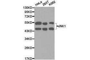 Western Blotting (WB) image for anti-Mitogen-Activated Protein Kinase 8 (MAPK8) antibody (ABIN1873631) (JNK antibody)