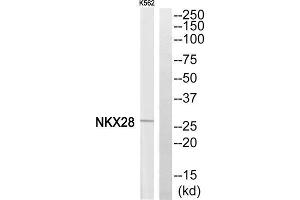 Western blot analysis of extracts from K562 cells, using NKX28 antibody. (NKX2-8 antibody  (N-Term))