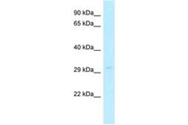 SLC25A15 antibody  (AA 20-69)
