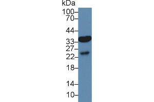 Western Blot; Sample: Human Liver lysate; Primary Ab: 3µg/ml Rabbit Anti-Mouse AQP9 Antibody Second Ab: 0. (AQP9 antibody  (AA 4-285))