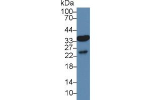 Western Blot; Sample: Human Liver lysate; Primary Ab: 3µg/ml Rabbit Anti-Mouse AQP9 Antibody Second Ab: 0.