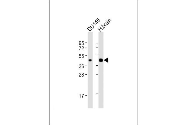 Serotonin Receptor 1E 抗体  (AA 223-258)