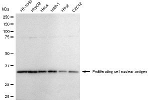 Western blotting analysis using Proliferating cell nuclear antigen antibody (ABIN7799916).
