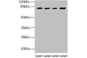 Western blot All lanes: DHX35 antibody at 12 μg/mL Lane 1: Mouse kidney tissue Lane 2: Mouse liver tissue Lane 3: K562 whole cell lysate Lane 4: Hela whole cell lysate Secondary Goat polyclonal to rabbit IgG at 1/10000 dilution Predicted band size: 79, 76 kDa Observed band size: 79 kDa (DHX35 antibody  (AA 1-300))