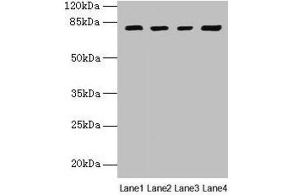 DHX35 anticorps  (AA 1-300)
