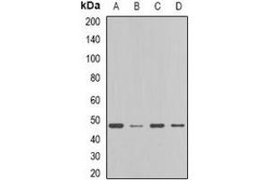 Western blot analysis of FDFT1 expression in MCF7 (A), HT29 (B), mouse liver (C), rat liver (D) whole cell lysates. (FDFT1 antibody)