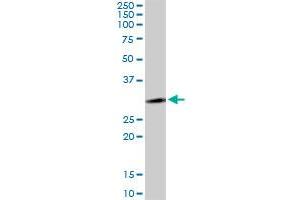 LYSMD2 MaxPab polyclonal antibody. (LYSMD2 antibody  (AA 1-215))