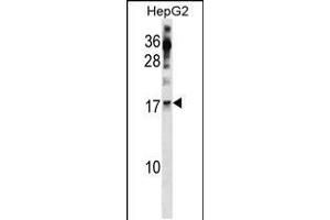 Western blot analysis in HepG2 cell line lysates (35ug/lane). (POLR2H antibody  (AA 59-87))
