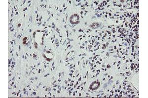Image no. 1 for anti-Replication Factor C (Activator 1) 2, 40kDa (RFC2) (AA 1-234) antibody (ABIN1490616) (RFC2 antibody  (AA 1-234))