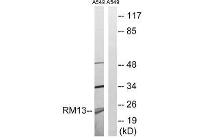 Western blot analysis of extracts from A549 cells, using MRPL13 antibody.