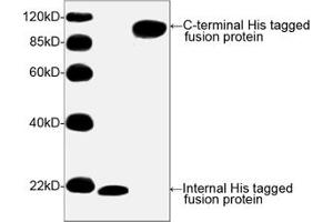 Image no. 2 for anti-His Tag (C-Term) antibody (ABIN294958) (His Tag antibody  (C-Term))