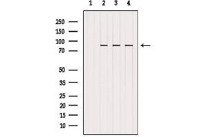 Western blot analysis of extracts from various samples, using Glycogen Synthase Antibody. (Glycogen Synthase 1 antibody  (C-Term))