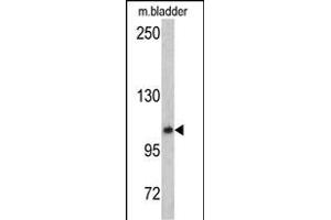 Western blot analysis of OGT antibody (C-term) (ABIN390649 and ABIN2840948) in mouse bladder tissue lysates (35 μg/lane). (OGT antibody  (C-Term))