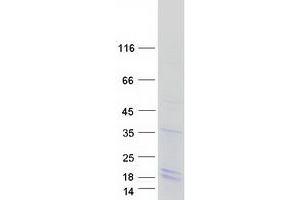 Validation with Western Blot (H2AFB1 Protein (Myc-DYKDDDDK Tag))