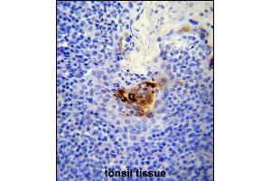 MC Antibody (C-term) (ABIN650721 and ABIN2839393) immunohistochemistry analysis in formalin fixed and paraffin embedded human tonsil tissue followed by peroxidase conjugation of the secondary antibody and DAB staining. (MCAM antibody  (C-Term))