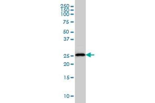 HLA-DMA antibody  (AA 1-261)