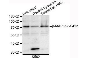 Western blot analysis of extracts of K562 cells, using Phospho-MAP3K7-S412 antibody. (MAP3K7 antibody  (pSer439))