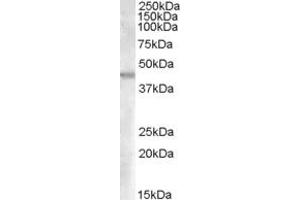 ABIN238655 (0. (GOT2 antibody  (AA 273-284))