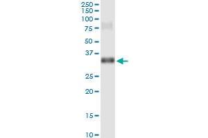 Immunoprecipitation of GSC transfected lysate using anti-GSC MaxPab rabbit polyclonal antibody and Protein A Magnetic Bead , and immunoblotted with GSC purified MaxPab mouse polyclonal antibody (B01P) . (GSC antibody  (AA 1-257))