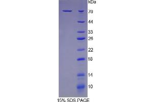 SDS-PAGE analysis of Mouse HSPA1B Protein. (HSPA1B Protein)