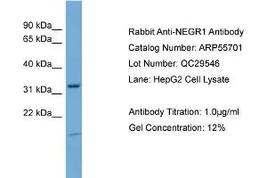 WB Suggested Anti-NEGR1  Antibody Titration: 0. (NEGR1 antibody  (N-Term))