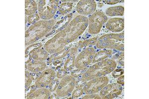 Immunohistochemistry of paraffin-embedded mouse kidney using ANXA8L2 antibody (ABIN5975720) at dilution of 1/100 (40x lens). (ANXA8L2 antibody)