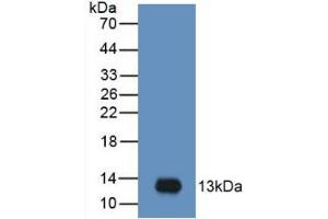 Western Blot; Sample: Recombinant MIP3a, Human. (CCL20 antibody  (AA 27-96))