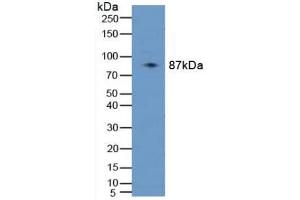 Western blot analysis of Human 293T Cells. (PLAA antibody  (AA 162-312))