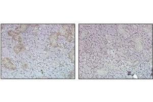 Immunohistochemical staining (cytoplasmic) of mouse tissue using anti-FTO (mouse), pAb  at 1:500 dilution. (FTO antibody)