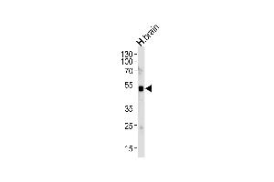 Western blot analysis of lysate from human brain tissue lysate, using ELAVL3 Antibody (N-term) (ABIN657256 and ABIN2846353). (HuC/ELAVL3 antibody  (N-Term))