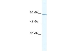 WB Suggested Anti-KLHL5 Antibody Titration:  5. (KLHL5 antibody  (N-Term))