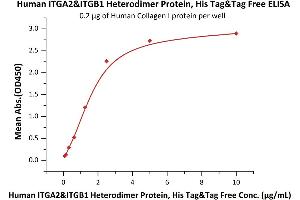 Immobilized Human Collagen I protein at 2 μg/mL (100 μL/well) can bind Human ITGA2&ITGB1 Heterodimer Protein, His Tag&Tag Free (ABIN6731332,ABIN6809925) with a linear range of 0.
