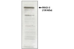 Image no. 1 for anti-Membrane Associated Guanylate Kinase, WW and PDZ Domain Containing 3 (MAGI3) antibody (ABIN264918) (MAGI3 antibody)