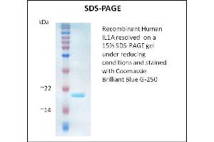 SDS-PAGE (SDS) image for Interleukin 1 alpha (IL1A) (Active) protein (ABIN5509330) (IL1A Protein)