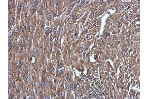 Image no. 2 for anti-Niemann-Pick Disease, Type C2 (NPC2) (AA 1-151) antibody (ABIN1499802) (NPC2 antibody  (AA 1-151))