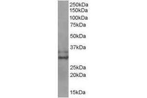 Image no. 1 for anti-Baculoviral IAP Repeat-Containing 7 (BIRC7) (C-Term) antibody (ABIN374091) (BIRC7 antibody  (C-Term))