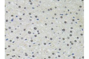 Immunohistochemistry of paraffin-embedded rat liver using PPP4C antibody. (PPP4C antibody  (AA 1-307))