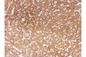 IHC-P Image O-GlcNAc transferase antibody [N1N2], N-term detects O-GlcNAc transferase protein at cytosol on mouse liver by immunohistochemical analysis. (OGT antibody  (N-Term))