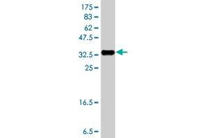 Western Blot detection against Immunogen (37. (Neurexin 1 antibody  (AA 31-130))