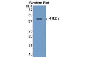 Western Blotting (WB) image for anti-Nuclear Factor kappa B2 (AA 38-343) antibody (ABIN1078411) (Nuclear Factor kappa B2 (AA 38-343) antibody)