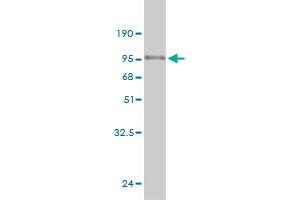 Western Blot detection against Immunogen (81. (CAMK2B antibody  (AA 1-503))