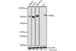 Western blot analysis of extracts of various cell lines, using MSR1 antibody (ABIN7268353) at 1:1000 dilution. (Macrophage Scavenger Receptor 1 antibody)