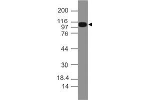 Image no. 1 for anti-NLR Family, Pyrin Domain Containing 3 (NLRP3) (AA 1-200) antibody (ABIN5027649) (NLRP3 antibody  (AA 1-200))
