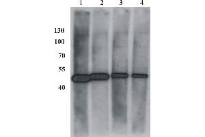 Western Blot testing of anti-BPV E2 monoclonal antibody (1E2). (Bovine Papilloma Virus 1 E2 (BPV-1 E2) (AA 182-190) antibody)
